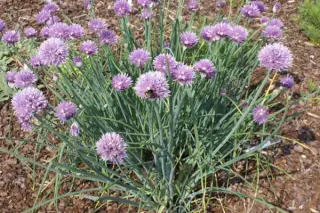 Allium schoenoprasum subsp. orosiae