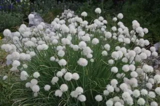 Allium schoenoprasum 'Wallington White'