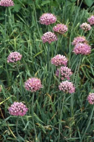 Allium senescens glaucum