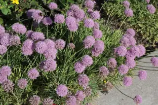 Allium senescens glaucum