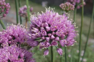 Allium senescens 'Lisa Blue'