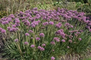 Allium senescens 'Lisa Blue'