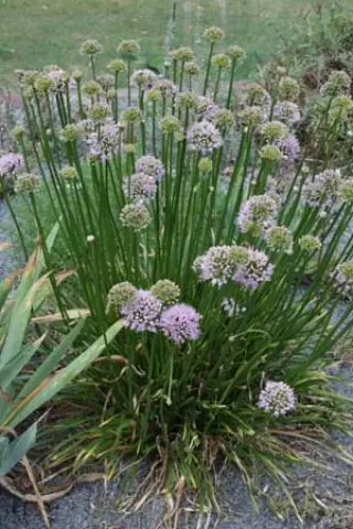 Allium senescens 'Lisa Green'