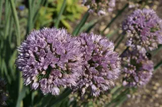 Allium senescens 'Meise'