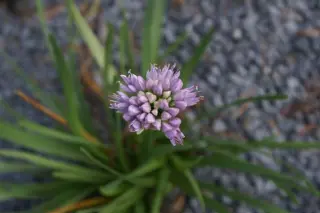 Allium senescens montanum
