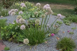 Allium senescens montanum