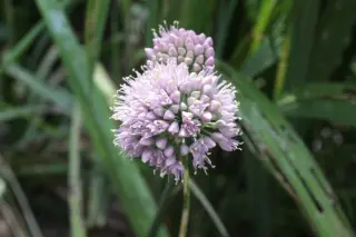 Allium senescens 'Silver Spreader'