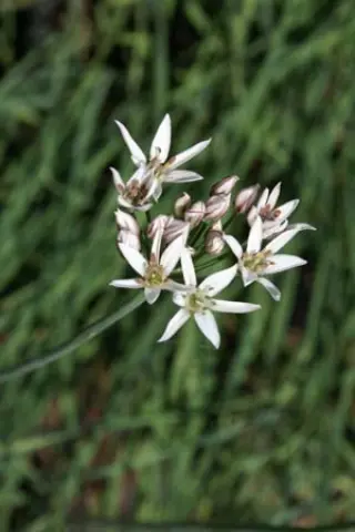 Allium siskiyouense