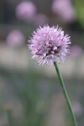 Allium stellerianum kurilense