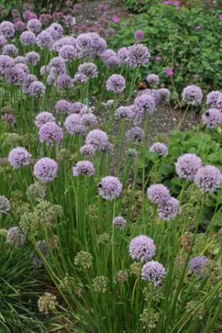 Allium 'Tasty Surprise' (Was A. Turkestanicum)