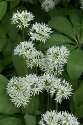 Allium ursinum