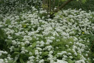 Allium ursinum