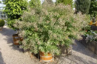 Aloysia triphylla