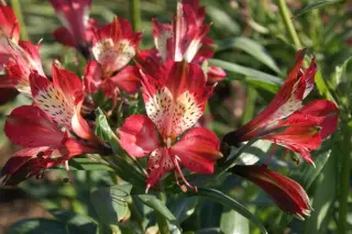 Alstroemeria 'Freedom'