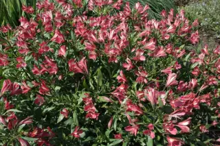 Alstroemeria 'Freedom'