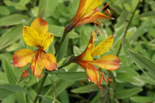 Alstroemeria 'Glory Of The Andes'