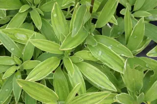 Alstroemeria 'Glory Of The Andes'