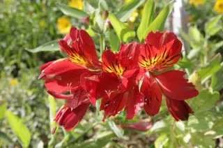 Alstroemeria 'Mars'