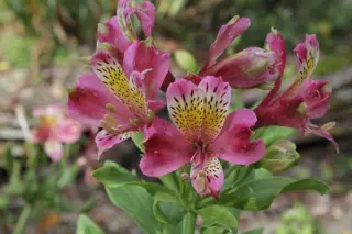 Alstroemeria 'Redcoat'