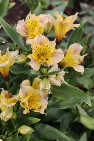 Alstroemeria 'Roxanne'