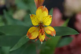 Alstroemeria 'Sweet Laura'