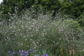 Althaea cannabina