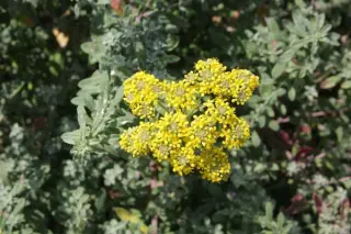 Alyssum markgrafii