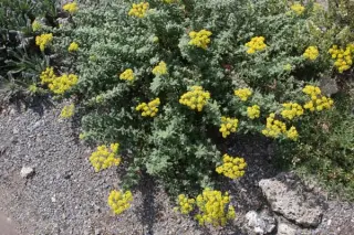 Alyssum markgrafii