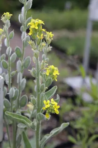 Alyssum petraeum