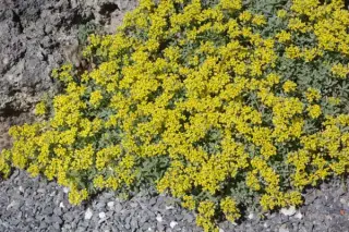 Alyssum propinquum