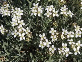Alyssum pyrenaicum (Ptilotrichum p.)