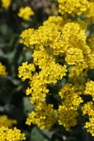 Alyssum saxatile subsp. arduini