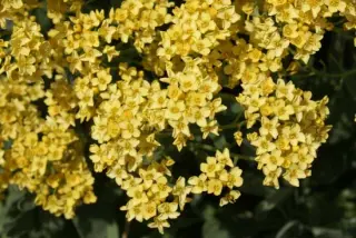 Alyssum saxatile 'Dudley Neville'