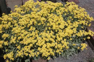 Alyssum saxatile 'Dudley Neville'