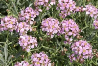 Alyssum spinosum 'Roseum'