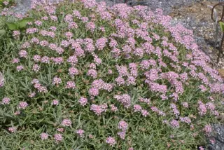 Alyssum spinosum 'Roseum'