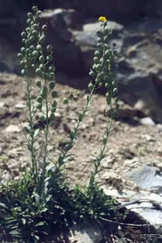 Alyssoides utriculata