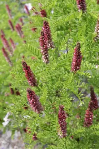 Amorpha nana