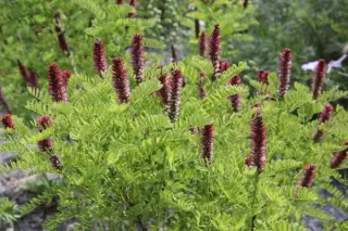 Amorpha nana