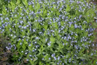 Amsonia 'Blue Ice'