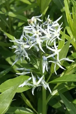 Amsonia ciliata 'Selekt'