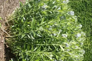 Amsonia ciliata 'Selekt'