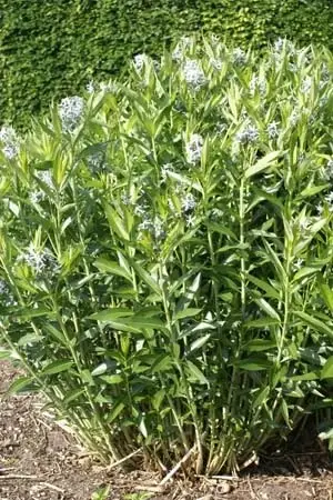 Amsonia ciliata 'Selekt'