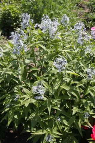 Amsonia elliptica hybride