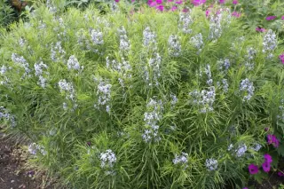 Amsonia hubrichtii