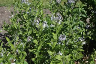Amsonia ludoviciana (zaailingen)