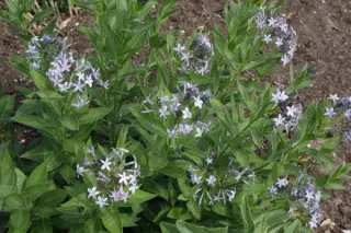 Amsonia orientalis 'Turkish Form'