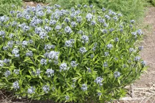 Amsonia orientalis (Rhazya orientalis)