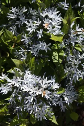 Amsonia rigida
