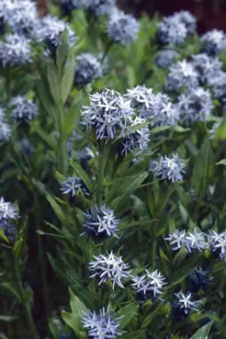 Amsonia tabernaemontana